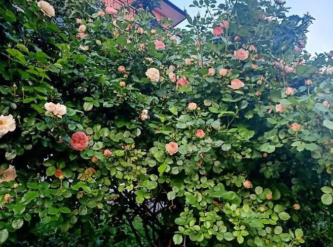 Dalla Franca * 基亚瓦里