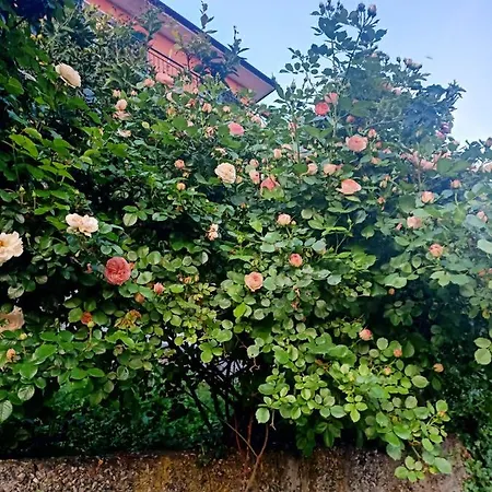 Dalla Franca * Chiavari